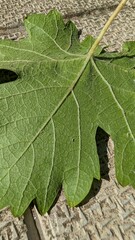 Closeup view showcasing a vibrant Green Leaf resting on a beautifully textured surface