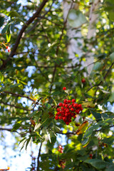 Rowan tree branch with bright red berries against blue sky and clouds. Natural autumn background perfect for seasonal design, eco concepts, countryside themes, and nature projects.