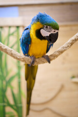 Blue and Yellow Macaw Parrot on Branch