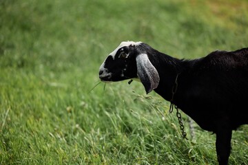 Black Goat Grazing on Green Meadow