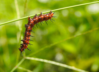 Gulf Fritillary (Agraulis vanillae) caterpillar on grass blade