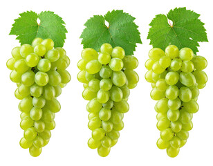 Three bunches of light green grapes with leaves