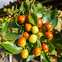 A hand holds jujube fruits on branches with glossy green leaves. The fruits range from green to reddish-brown, showing ripening stages. Ziziphus jujuba. Freshly picked jujube fruits.