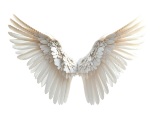 Pair of pristine white angel wings, detailed feather structure