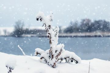 Winter landscape with a snow-covered dry plant on the river bank during a snowfall. Natural background for winter holiday design