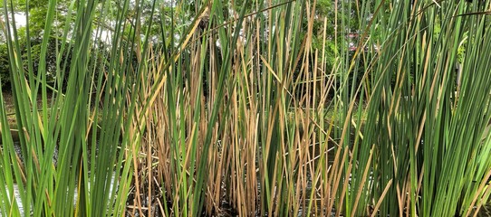 Tall green reeds growing in a pond with a blurred background of trees.