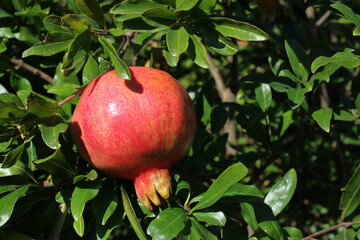 melograno foglie ramo