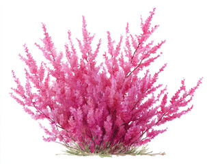 Fototapeta premium pink flowers isolated on white