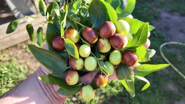 A hand holds jujube fruits on branches with glossy green leaves. The fruits range from green to reddish-brown, showing ripening stages. Ziziphus jujuba. Freshly picked jujube fruits.