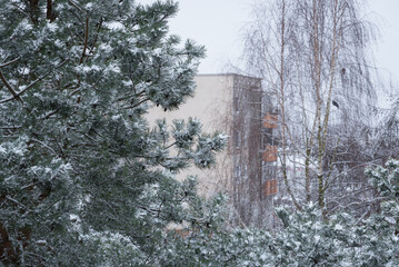 WHITE WINTER IN THE CITY - A frosty day and snow on the trees