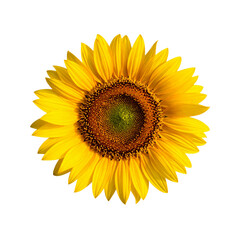 Sunflower flower with transparent background