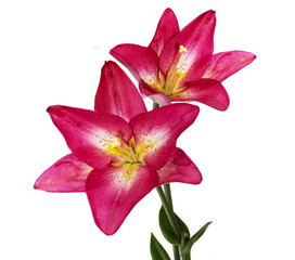 Beauty in nature. Pink lily flower bouquet isolated on white background card and decoration. Beautiful.