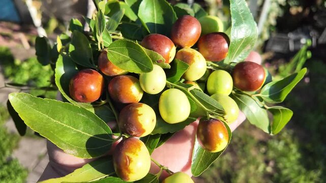 A hand holds jujube fruits on branches with glossy green leaves. The fruits range from green to reddish-brown, showing ripening stages. Ziziphus jujuba. Freshly picked jujube fruits.