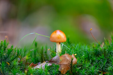 Fototapeta premium Selective focus of wild mushrooms in forest, Amanita fulva commonly called the tawny grisette or the orange-brown ringless amanita is a basidiomycete mushroom of the genus Amanita, Natural background.
