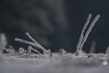 FROSTY WINETR - White hoarfrost on the plants and snow on the wild meadow

