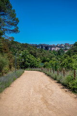 Landscape with a path in a sand park without people among trees and bushes and a green lake on a sunny summer day.