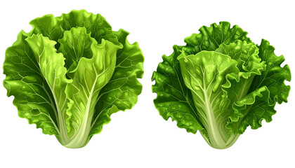 3D crisp and leafy fresh lettuce icons isolated on transparent background