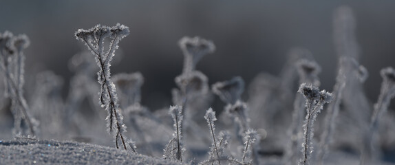 FROSTY WINETR - White hoarfrost on the plants and snow on the wild meadow
