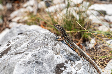 Brown lizard with patterned scales climbs on a sunlit rock surrounded by dry grass and stones in its natural habitat.
