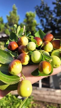 A hand holds jujube fruits on branches with glossy green leaves. The fruits range from green to reddish-brown, showing ripening stages. Ziziphus jujuba. Freshly picked jujube fruits.