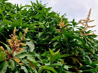 A mango tree that is in bloom