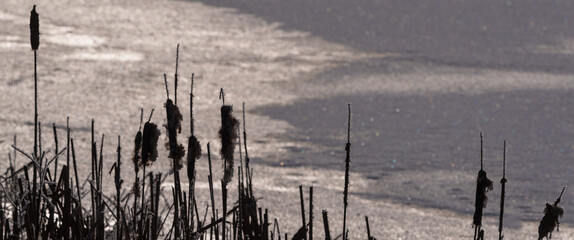FROSTY WINETR - White hoarfrost on the reeds and snow on the frozen banks of the river 