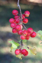 Crab apples on a tree in autumn