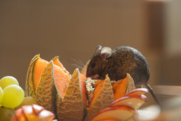 Wild House Mouse Foraging on a Cantaloupe Melon Display