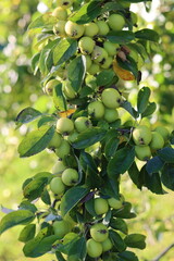 Crab apples on a tree in autumn