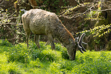 Red Deer Buck Foraging on Lush Green Grass