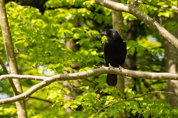 Solitary Raven Resting Amidst Bright Green Foliage