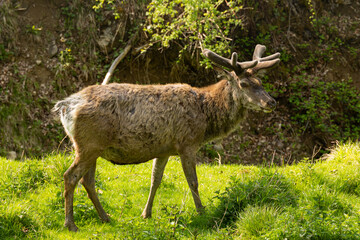 Wildlife Portrait of a Buck with Growing Antlers in Spring