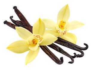 Two delicate yellow orchids nestled amongst dark brown vanilla pods