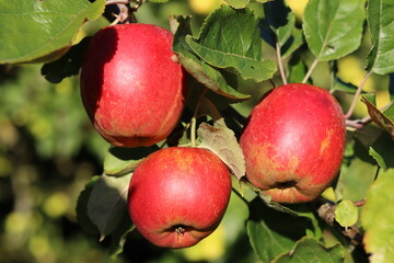 Cox's orange pippin apples on a tree