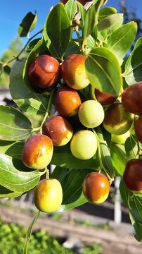 A hand holds jujube fruits on branches with glossy green leaves. The fruits range from green to reddish-brown, showing ripening stages. Ziziphus jujuba. Freshly picked jujube fruits.