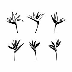 Set of bird of paradise flower vector illustration tropical flower set