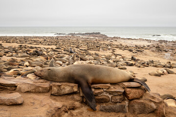 Fur seals resting on the sandy beach at Cape Cross Nature Reserve, Namibia.
