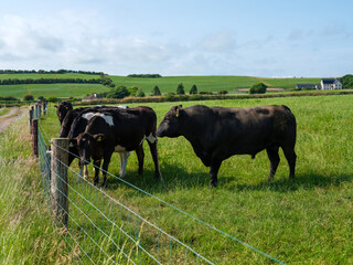 Cattle grazing near fence in lush green pasture, rolling hills and blue skies in West Cork, Ireland, on a bright summer day.