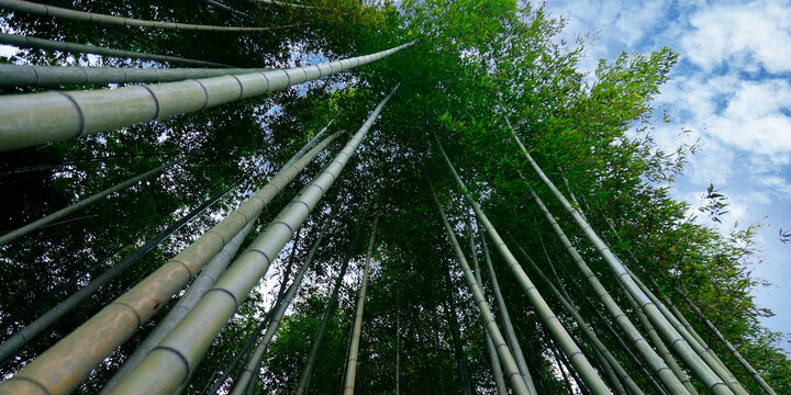 Low angle view of bamboo stick  in the middle of a bamboo forest  in Japan