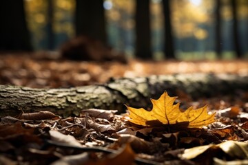 Autumn leaf tree forest.