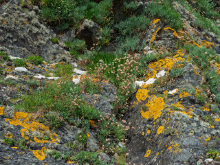 This is a picture of the coast in West Cork, Ireland. It is rocky. Green plants and yellow lichen...