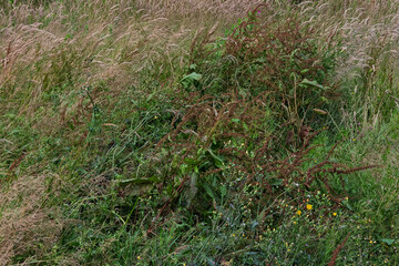 Tall grasses, weeds, and wildflowers fill an overgrown field. Various shades of green and brown textures are present. This land appears to be located in West Cork, Ireland.