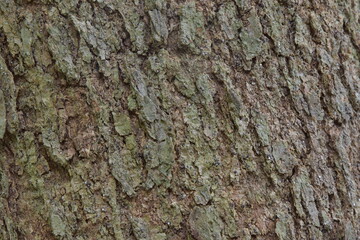 bark of tree texture 