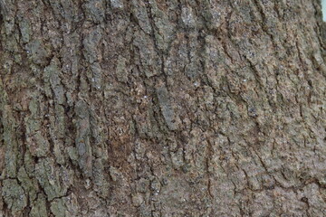 bark of tree texture 