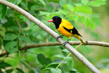 Black-hooded Oriole showcases vibrant yellow plumage contrasted by a solid black head, breast, and wings, accented with a distinctive red beak, perched serenely on a branch.