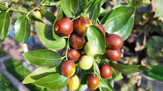 A hand holds jujube fruits on branches with glossy green leaves. The fruits range from green to reddish-brown, showing ripening stages. Ziziphus jujuba. Freshly picked jujube fruits.
