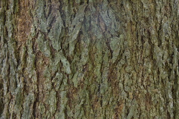 tree bark texture