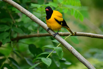 Black-hooded Oriole showcases vibrant yellow plumage contrasted by a solid black head, breast, and wings, accented with a distinctive red beak, perched serenely on a branch.