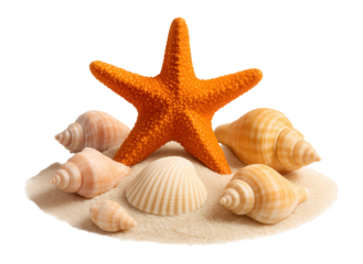 Starfish and seashells on a pile of sand.