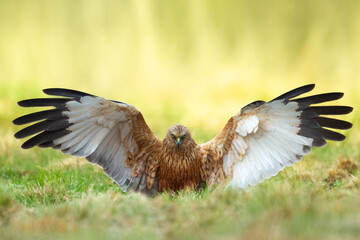 Birds of prey male Marsh harrier Circus aeruginosus, hunting time Poland Europe spring time April